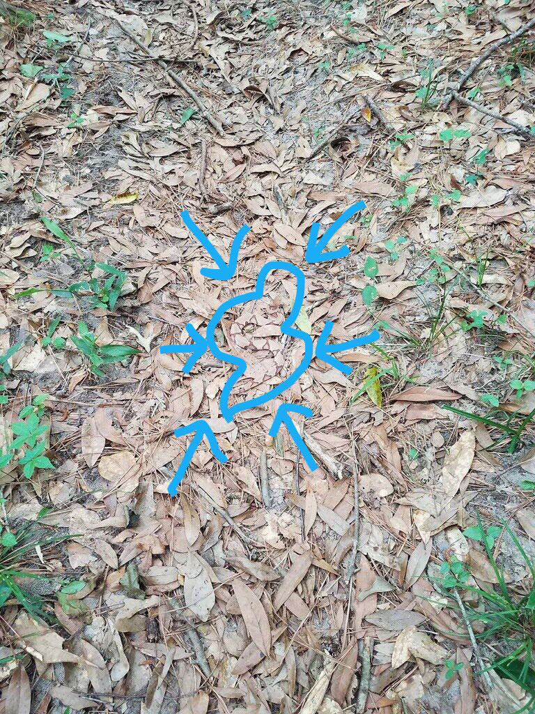 camo snake in leaves copperhead twitter 2 Theres a Venomous Snake in this Photo