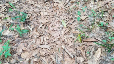 camo snake in leaves copperhead twitter Theres a Venomous Snake in this Photo